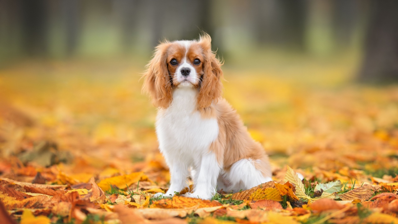 Kavalieriaus karaliaus Karolio spanielis